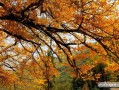 秋季旅游带什么好(秋天旅行带什么)
