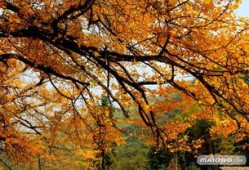 秋季旅游带什么好(秋天旅行带什么)