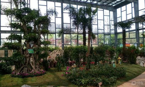 洛阳旅游花卉卖什么(洛阳卖花的地方)