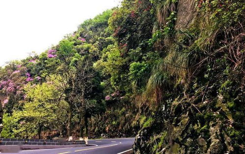 庐山旅游有什么规定(庐山旅游政策)